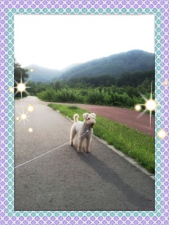 �C���̓v�����@���X