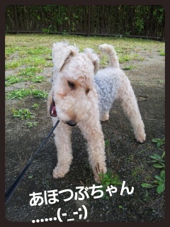 ���ӂ��c(-_-;)