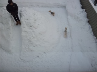 ���U�̂��邮���