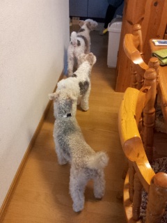 ���ꂭ���