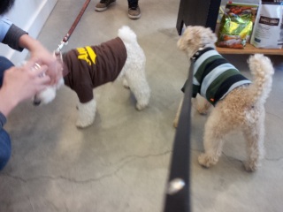 Doggie Do!!