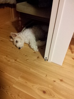 ���������ꏊ