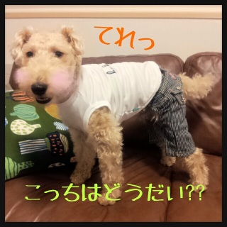 �q�b�R���[�X�g���C�v