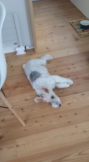 ����ꂿ���