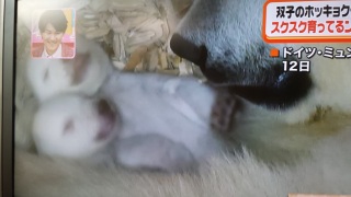 (////)