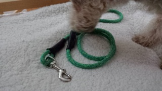 肪
